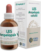 Les Ampelopsis Veitchii 50 ml