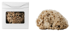 Mediterranean Sea Body Sponge